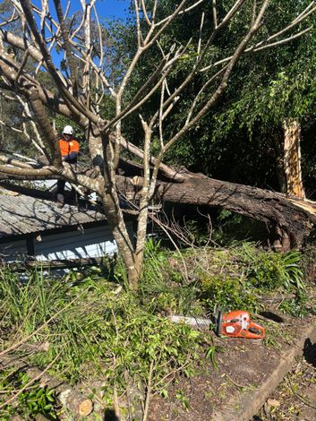 Our Blog - Tree Removal In Lismore, NSW Our Blog - Tree Removal In Lismore, NSW