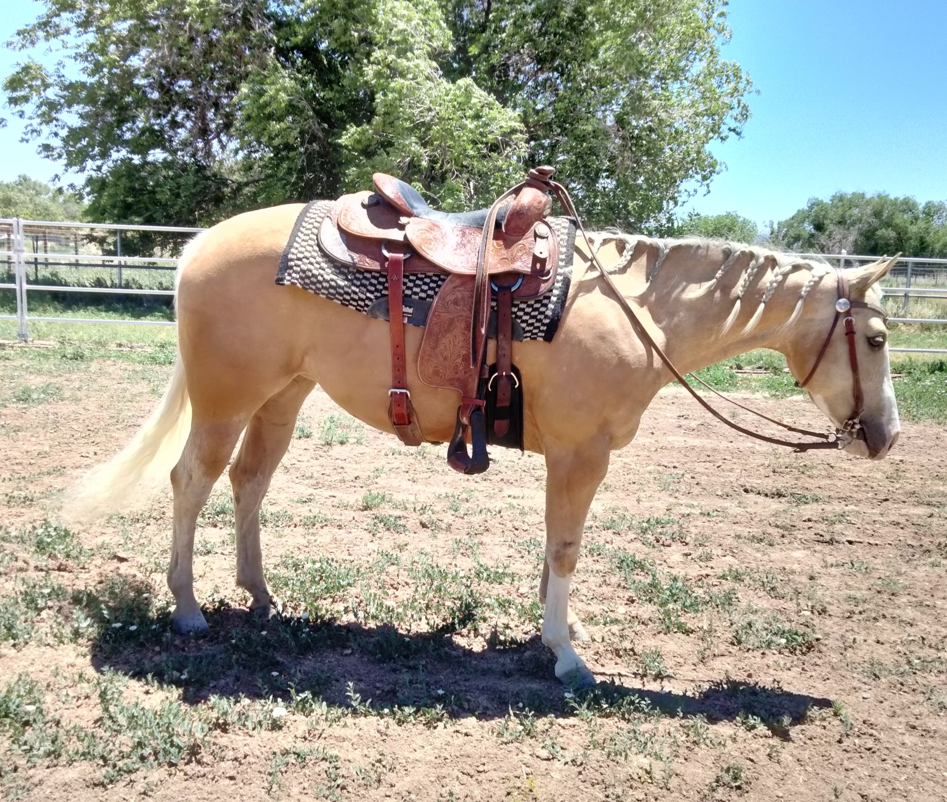 Palomino horse saddled and bridled, standing in a field on a sunny day.
