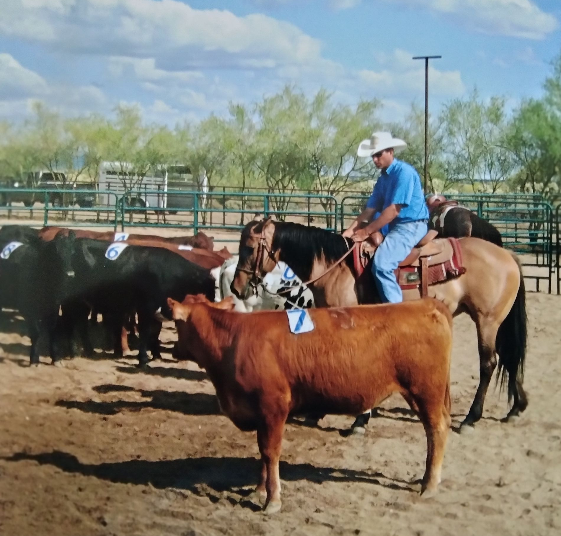 Cowboy on horseback herding cattle in an outdoor arena.