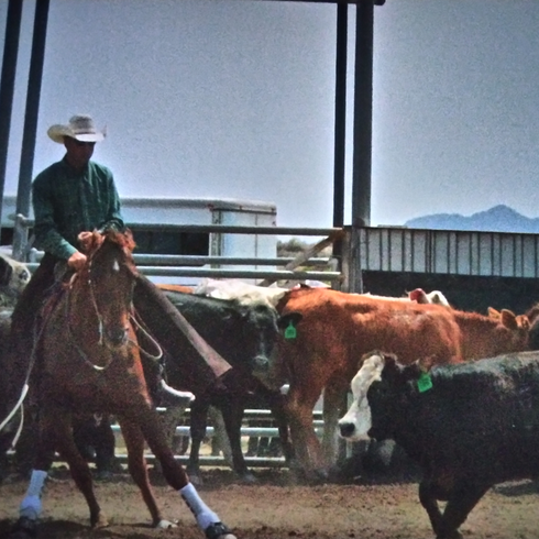 Cowboy on horseback herding cattle in a pen under a bright sky.