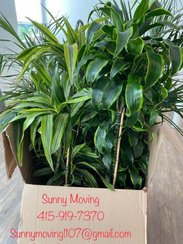 Specialty Moving