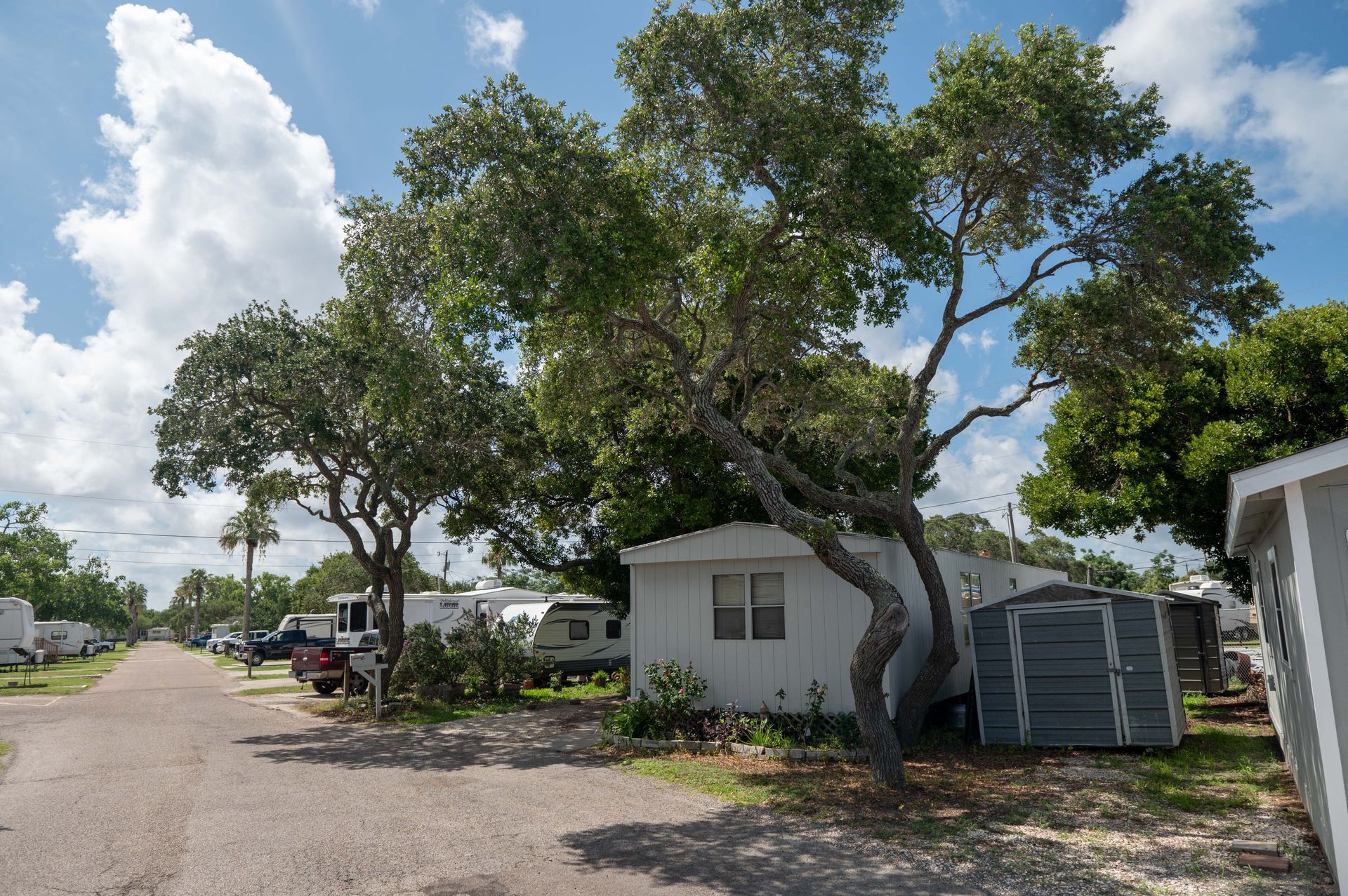 Tree by a small white house on a sunny residential street with parked cars