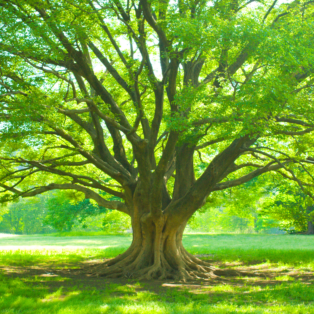 Trees that count
