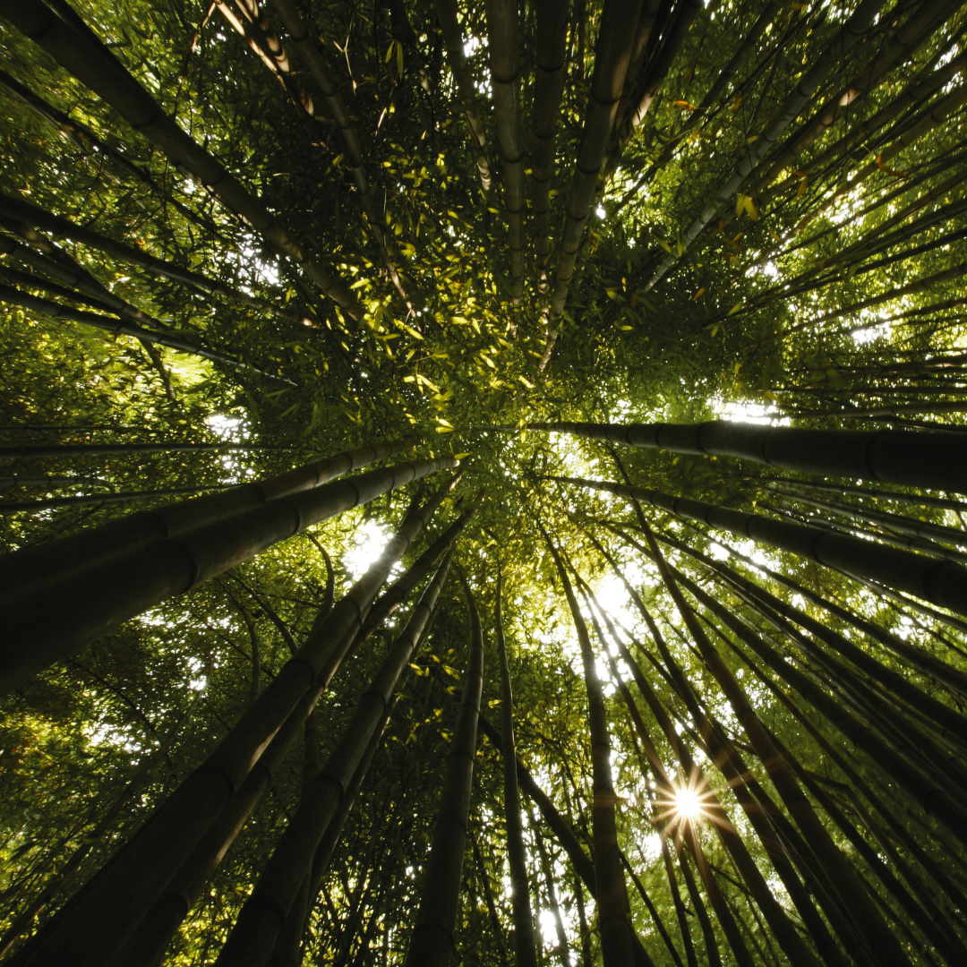 World Environment Day
