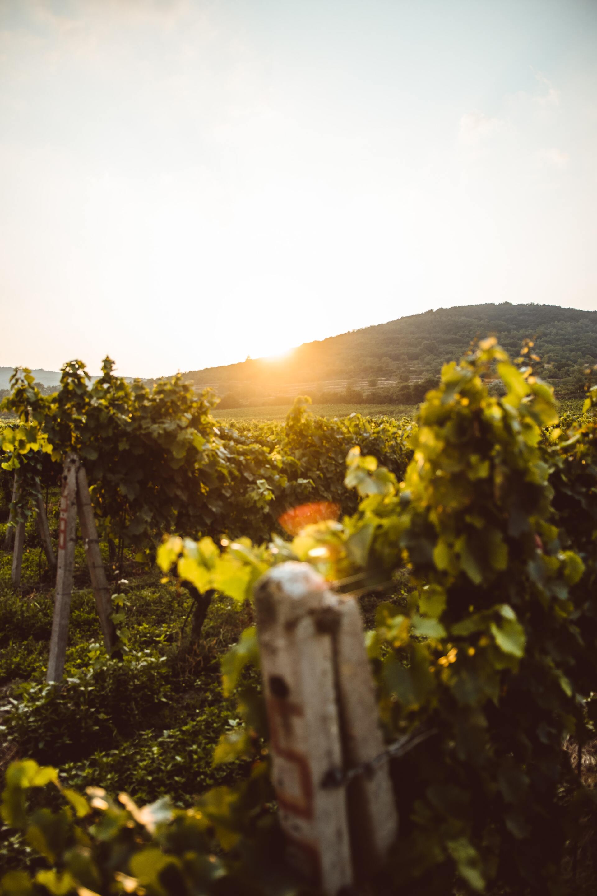 A view of vineyard on a sunset