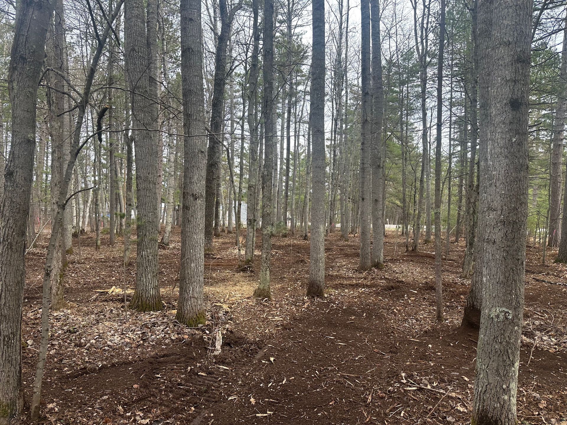 Sparse deciduous forest with bare trees and brown leaf-covered ground