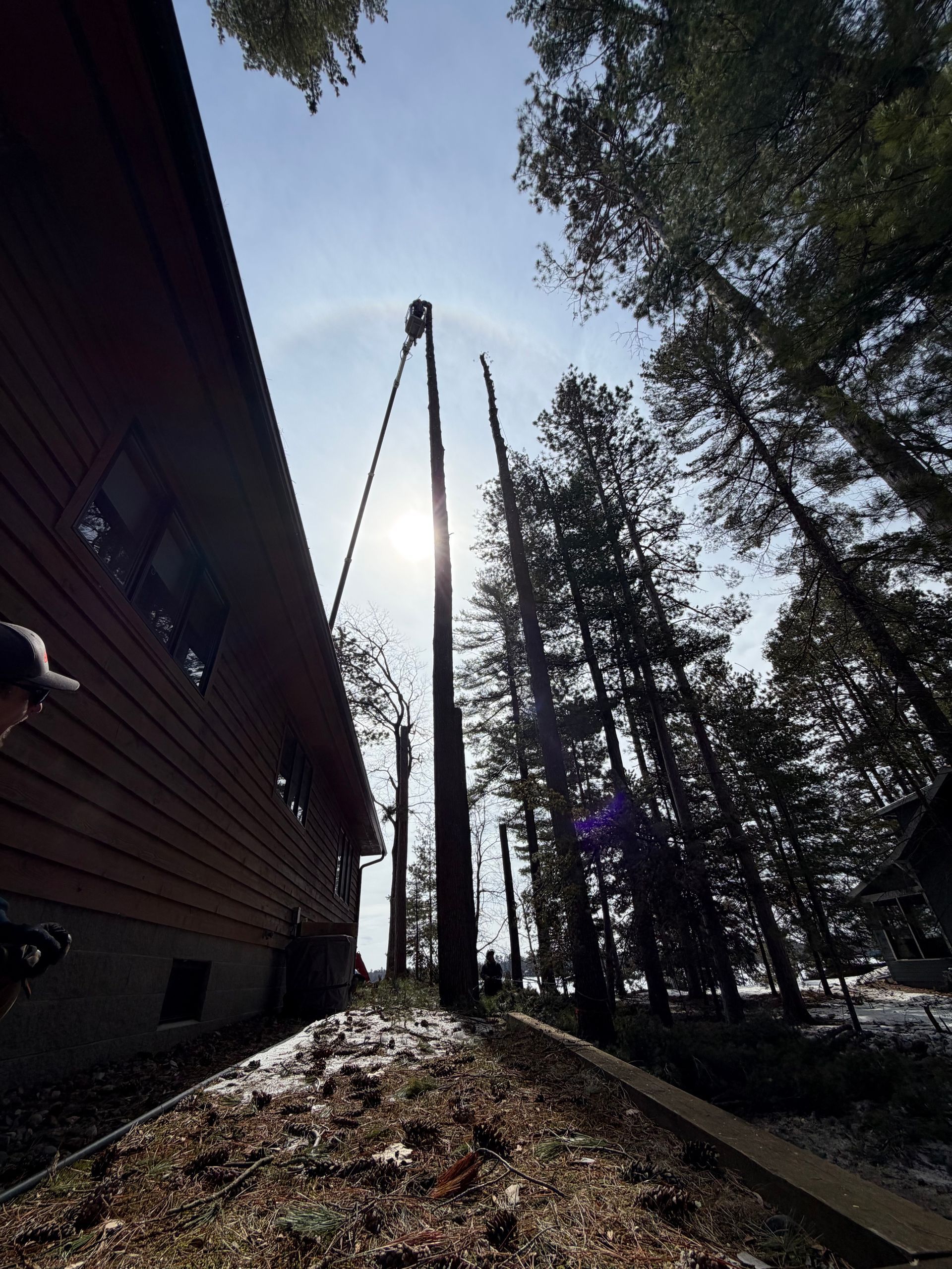 A person using a rope to pull down a tall, dead tree near the side of a wooden cabin on a sunny day.