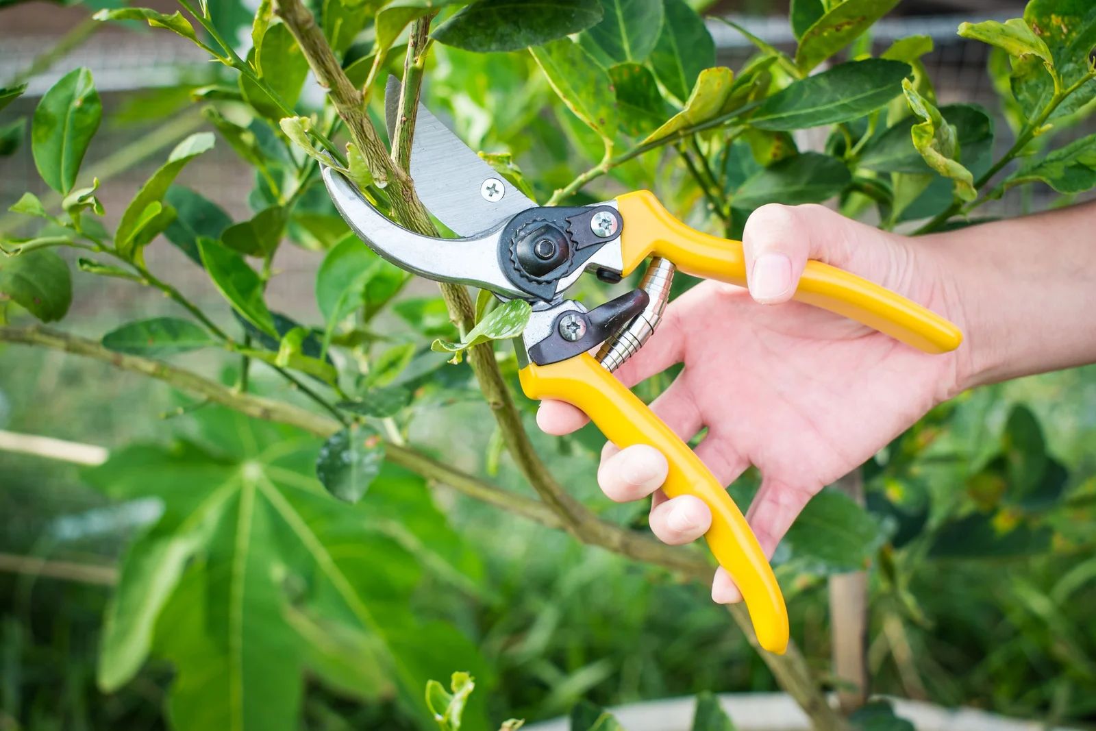 Person pruning a green plant with yellow handled clippers.