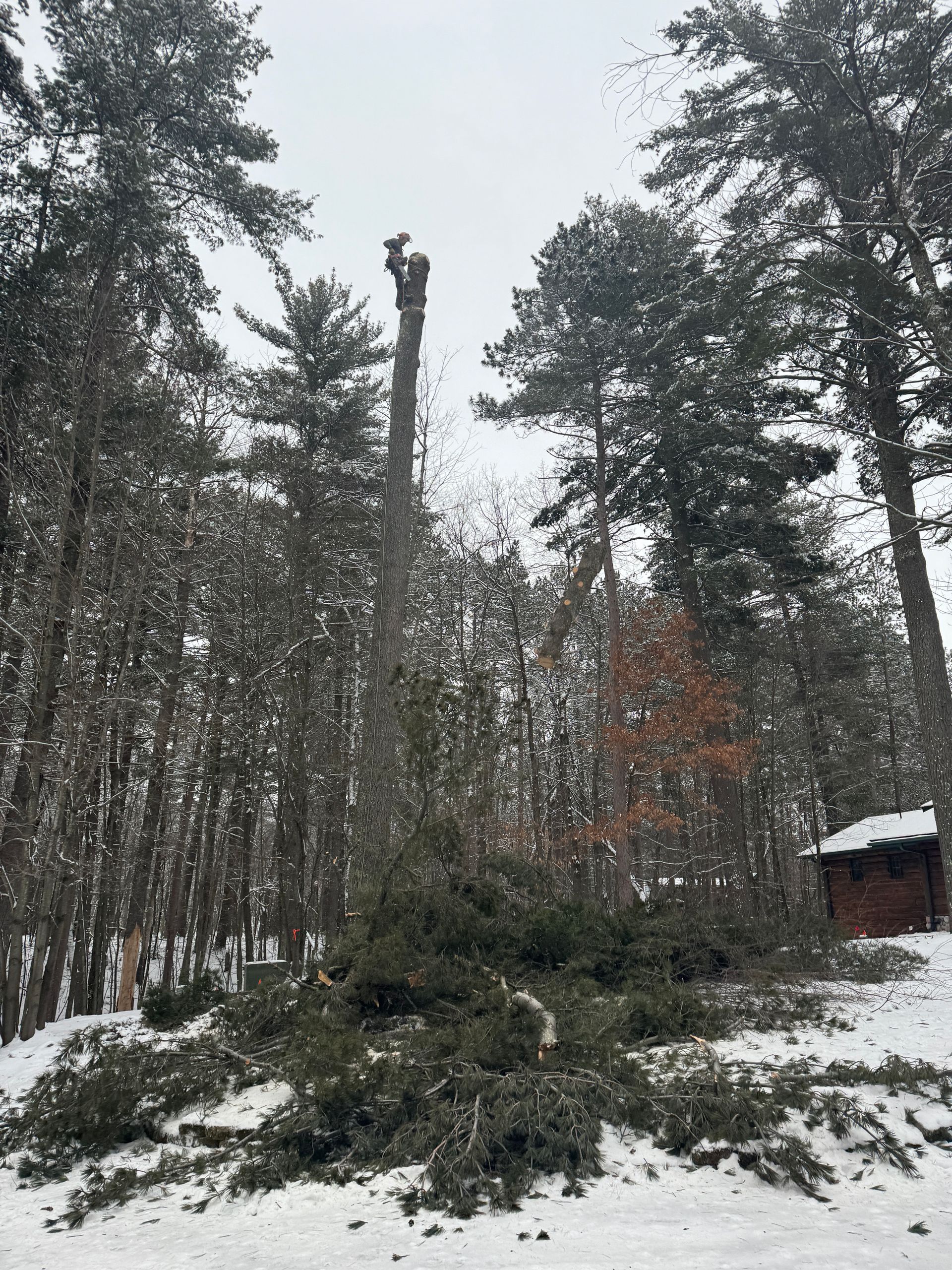 Snowy forest with tall trees, a fallen branch in the foreground, and a small cabin at right