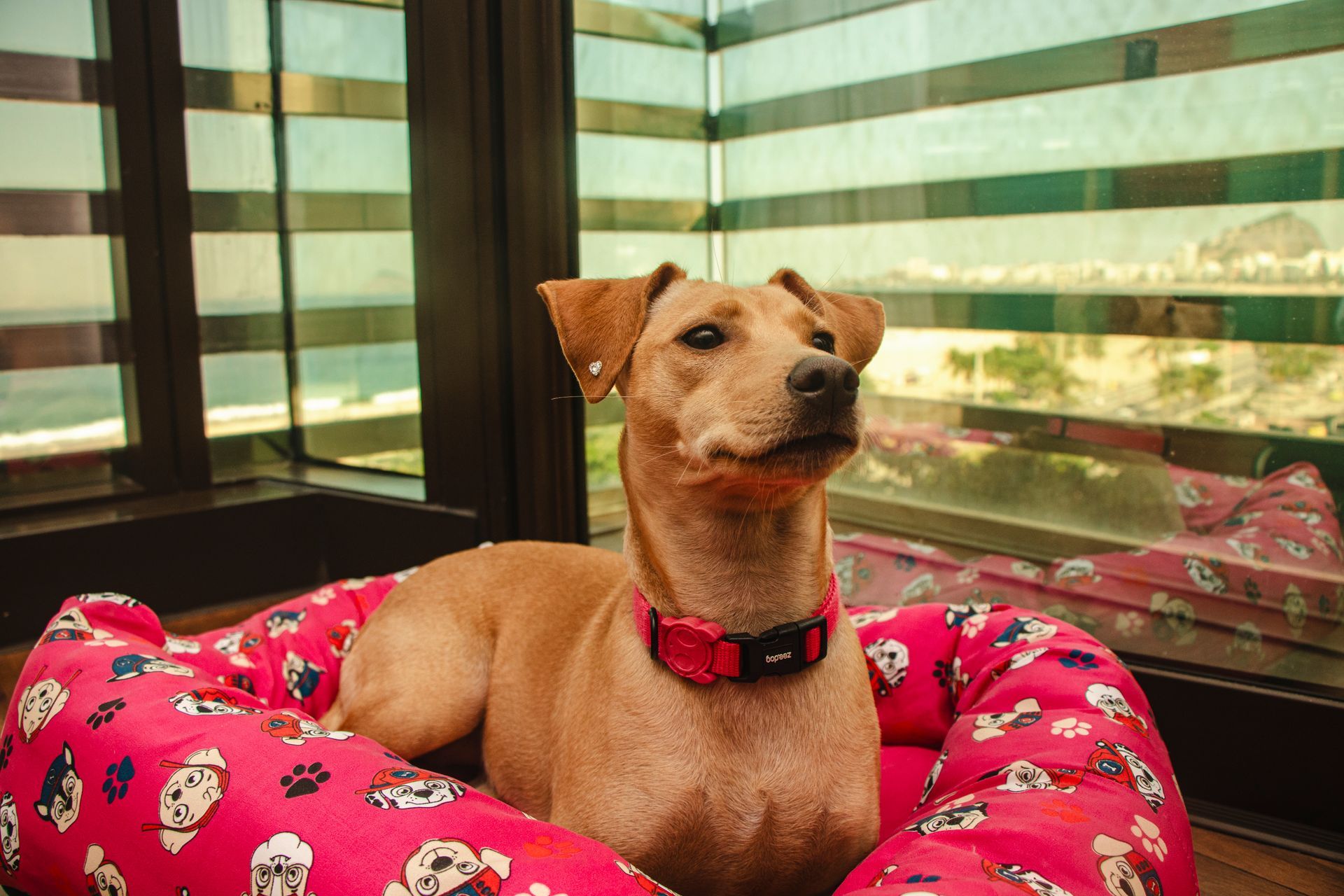 Cachorro bege sentado em uma cama rosa estampada perto de janelas listradas, usando uma coleira vermelha.