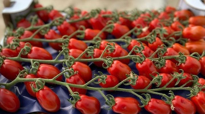 pomodori rossi