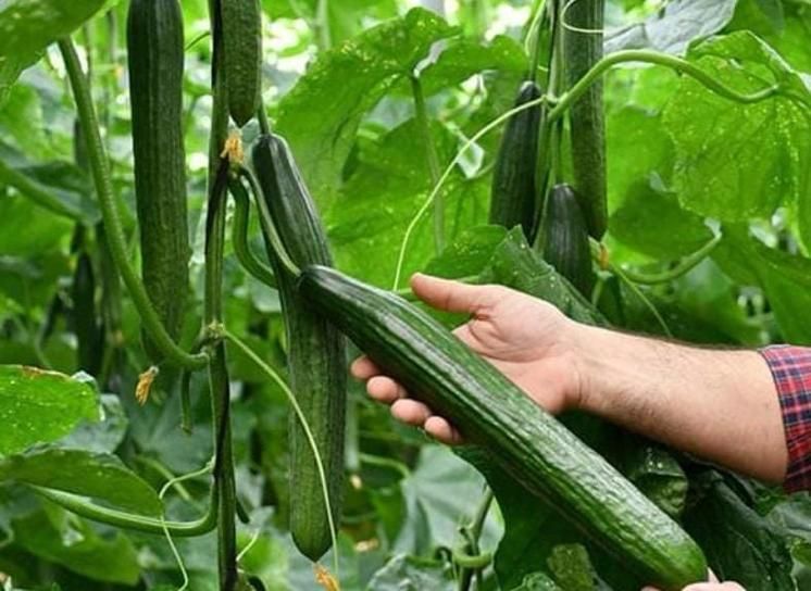 produzione cetrioli