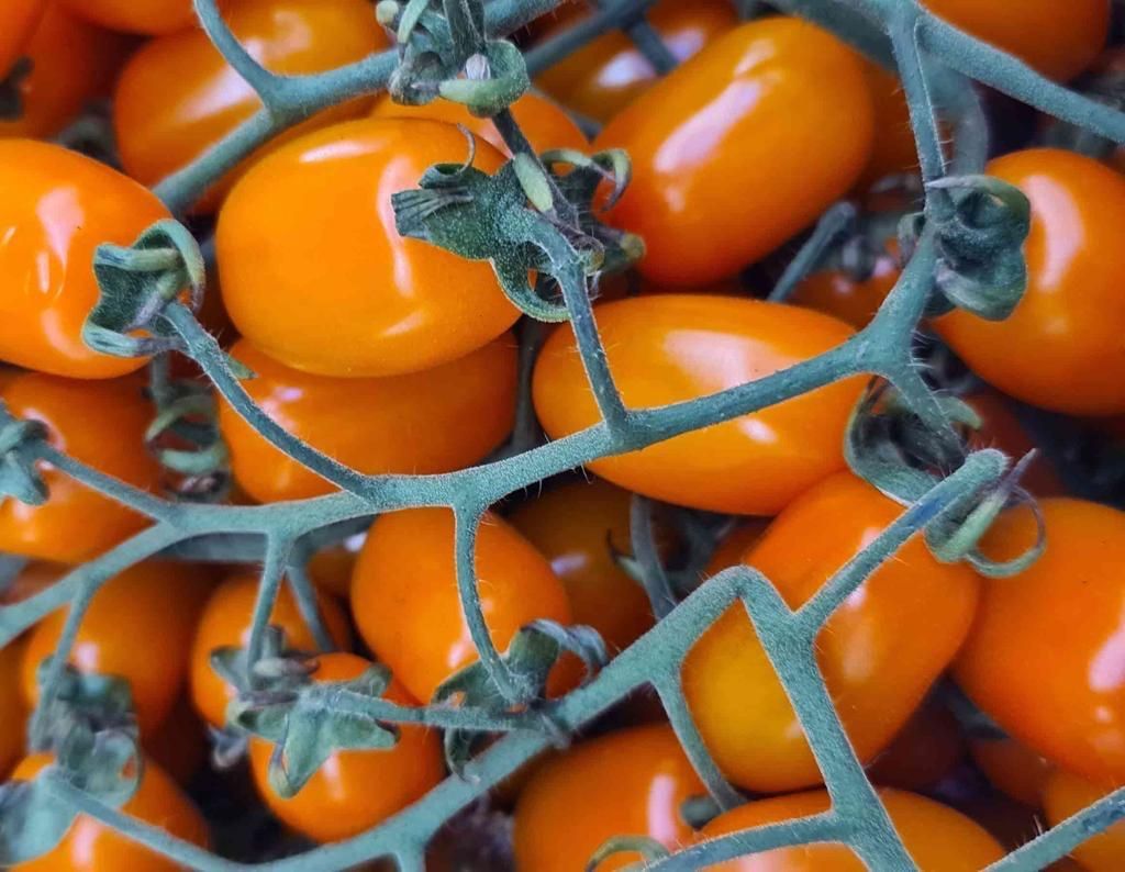 pomodori datterino