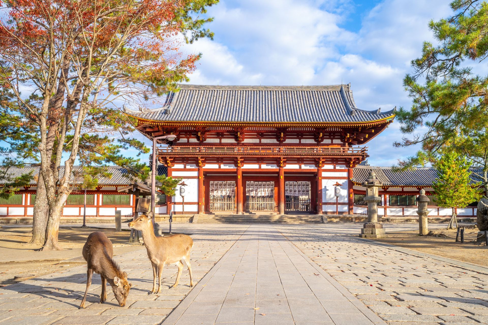 deers and house in japan