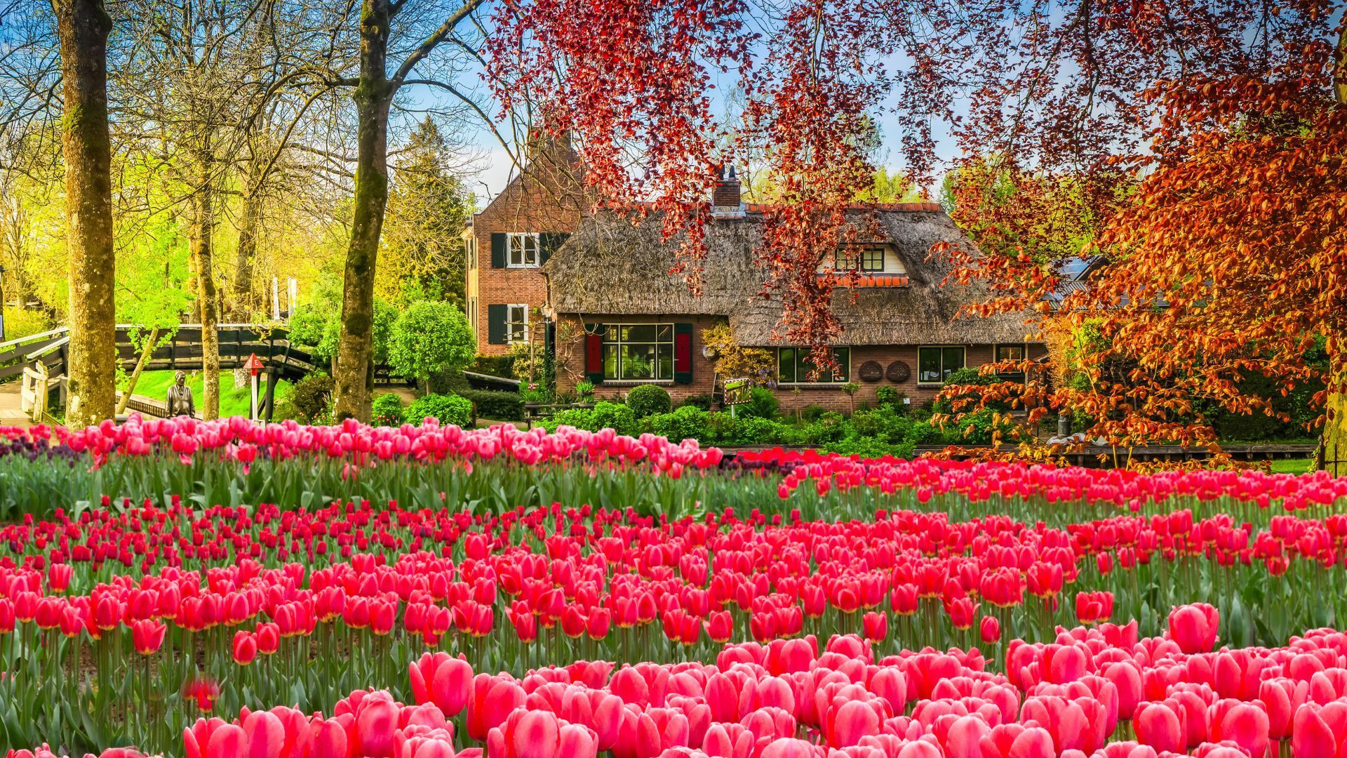 Field of vibrant red tulips in front of a thatched-roof cottage under a tree with reddish leaves.