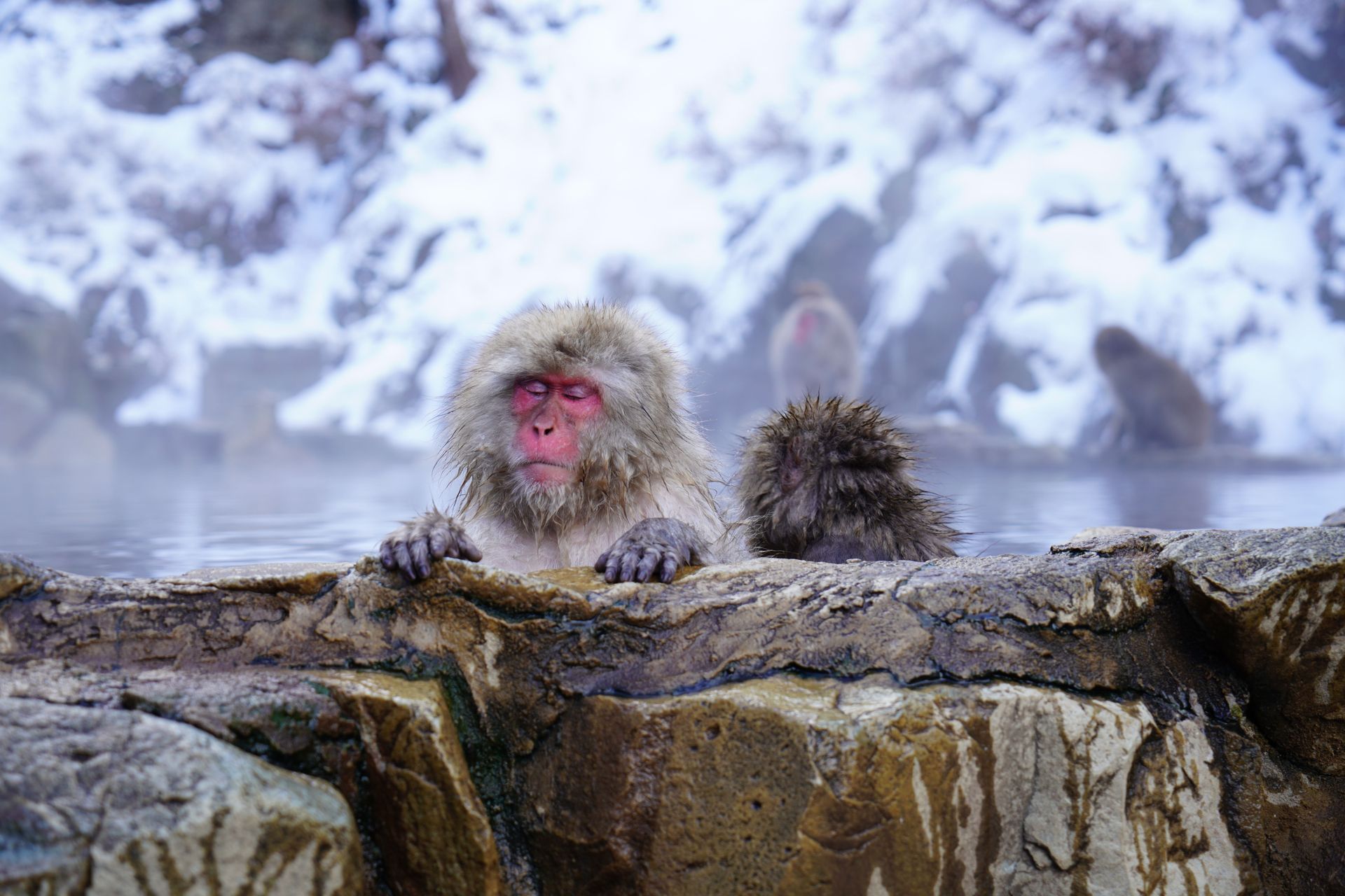 Japanese Snow Monkey Macaque in Hot Spring Onsen Jigokudan Park, Japan