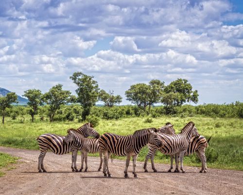 16 Days South Africa
