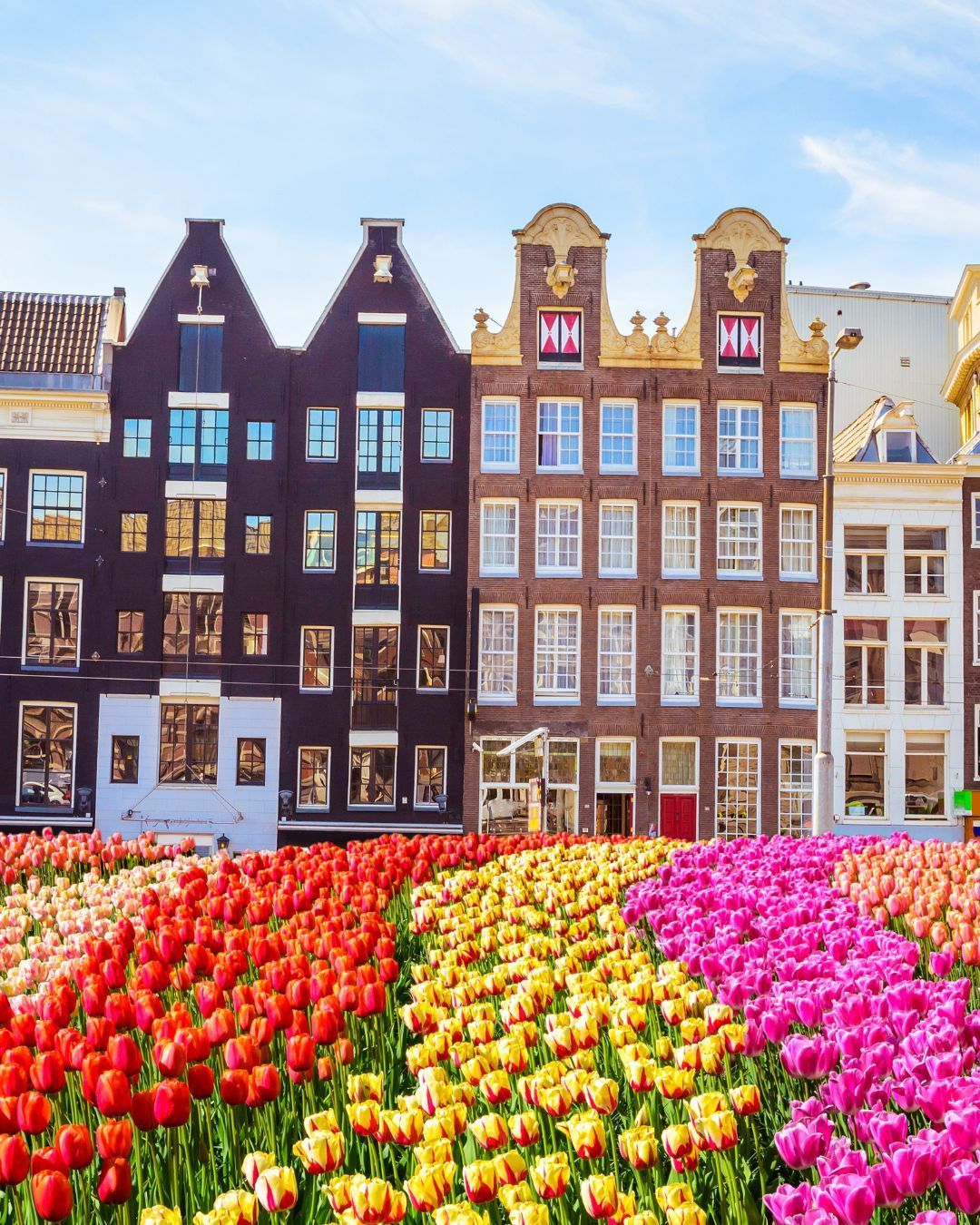 Tulip field with colorful rows in front of tall canal houses under a blue sky