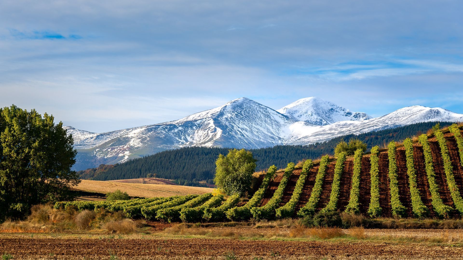 A row of vineyards in La Rioja, Spain, with snowy San Lorenzo mountain in the background.