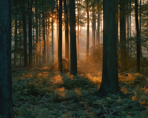woods at dusk