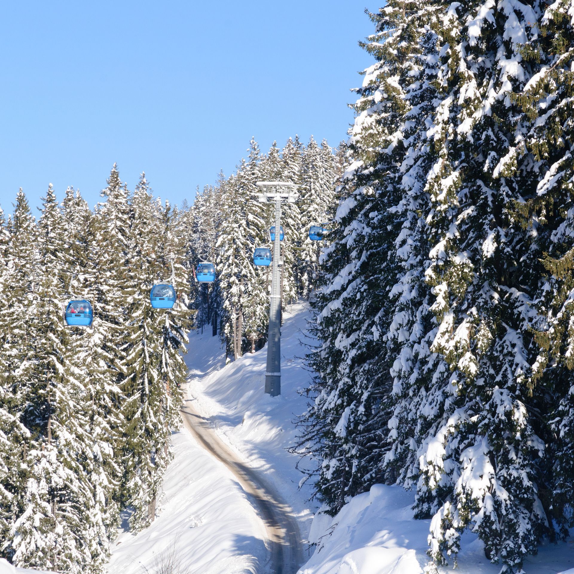 bansko tress