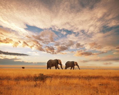 10 Nights Kenya Safari & Beach - Kilimanjaro Safari & 4* Leopard Beach Resort & Spa
