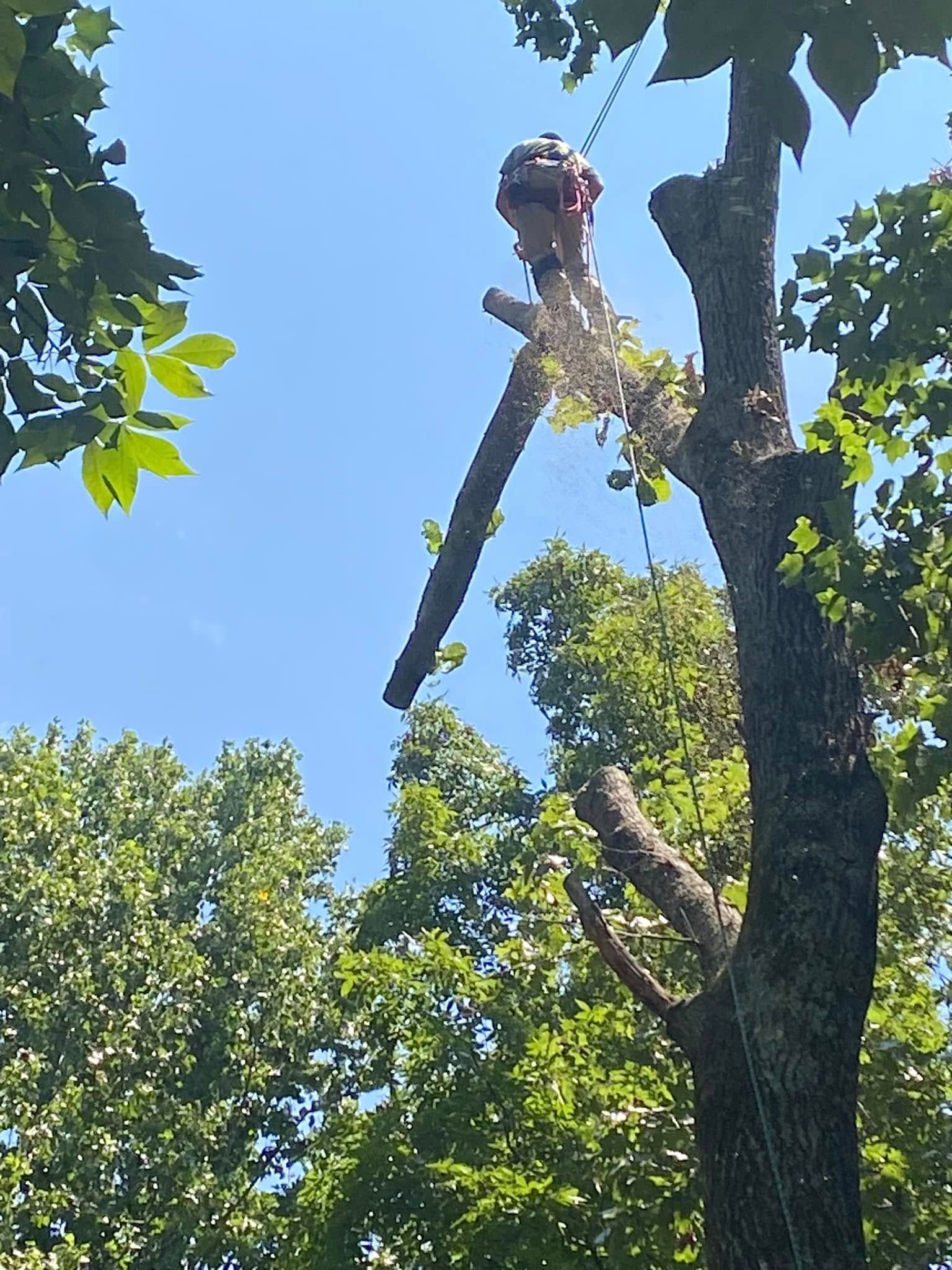 Arborist trimming a tree branch high above the ground under a blue sky