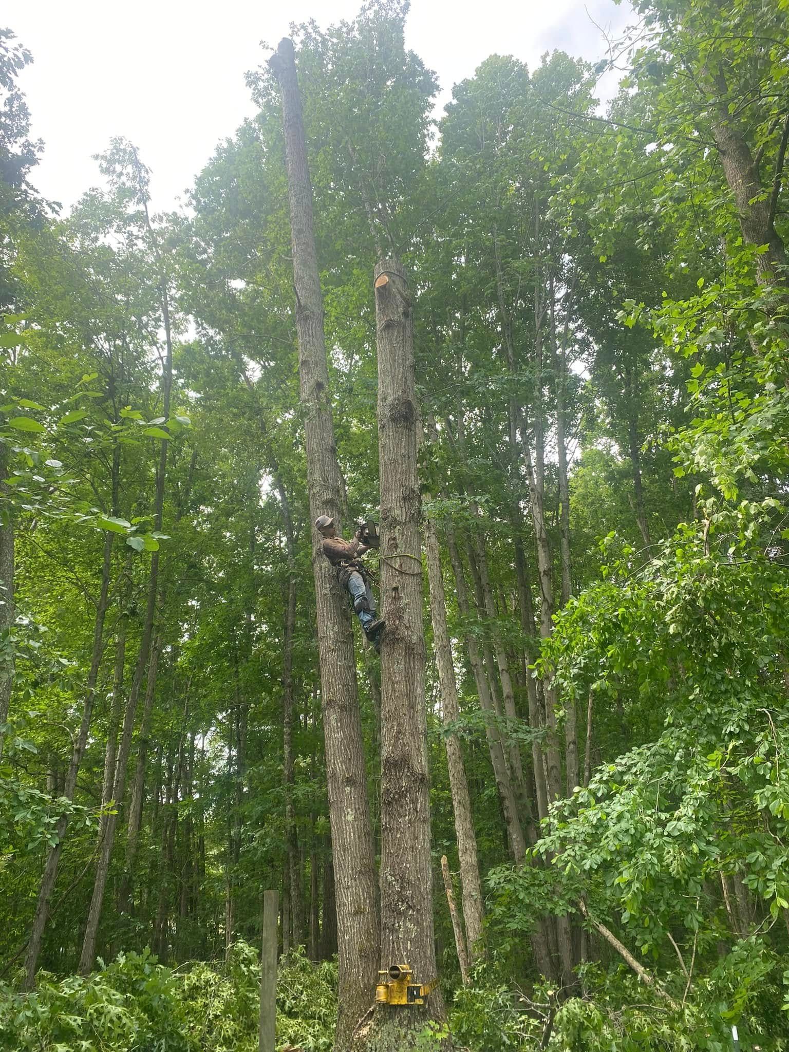 A person climbs a tall tree in a forest to perform work, with a yellow chainsaw resting on the trunk below.