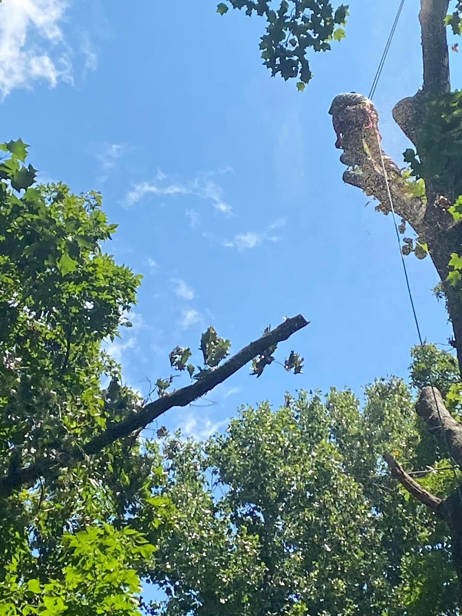 Blue sky framed by leafy treetops and trimmed branches on a sunny day