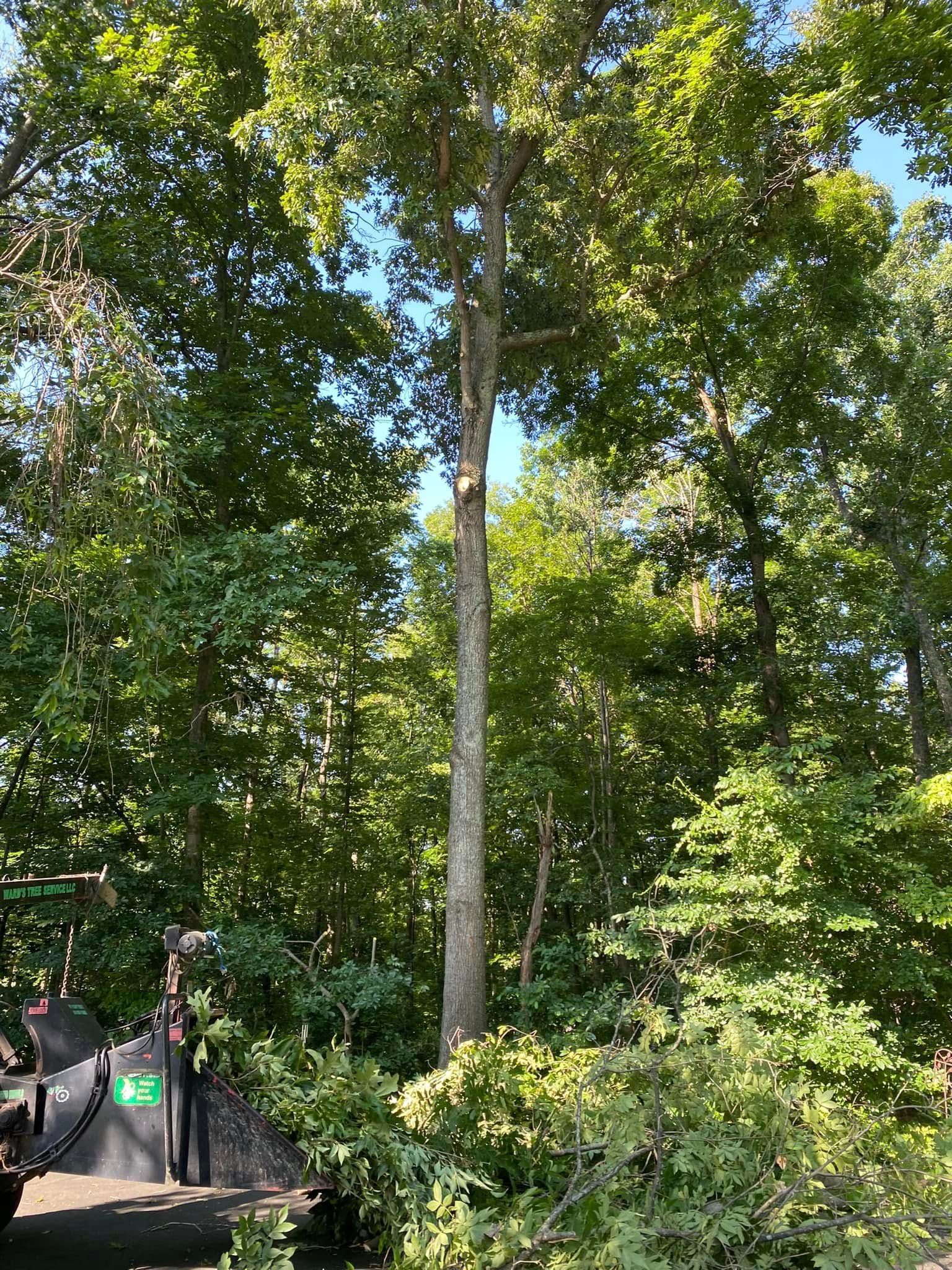 Tall trees and dense green foliage in a sunny wooded area, with a path and parked car at left.