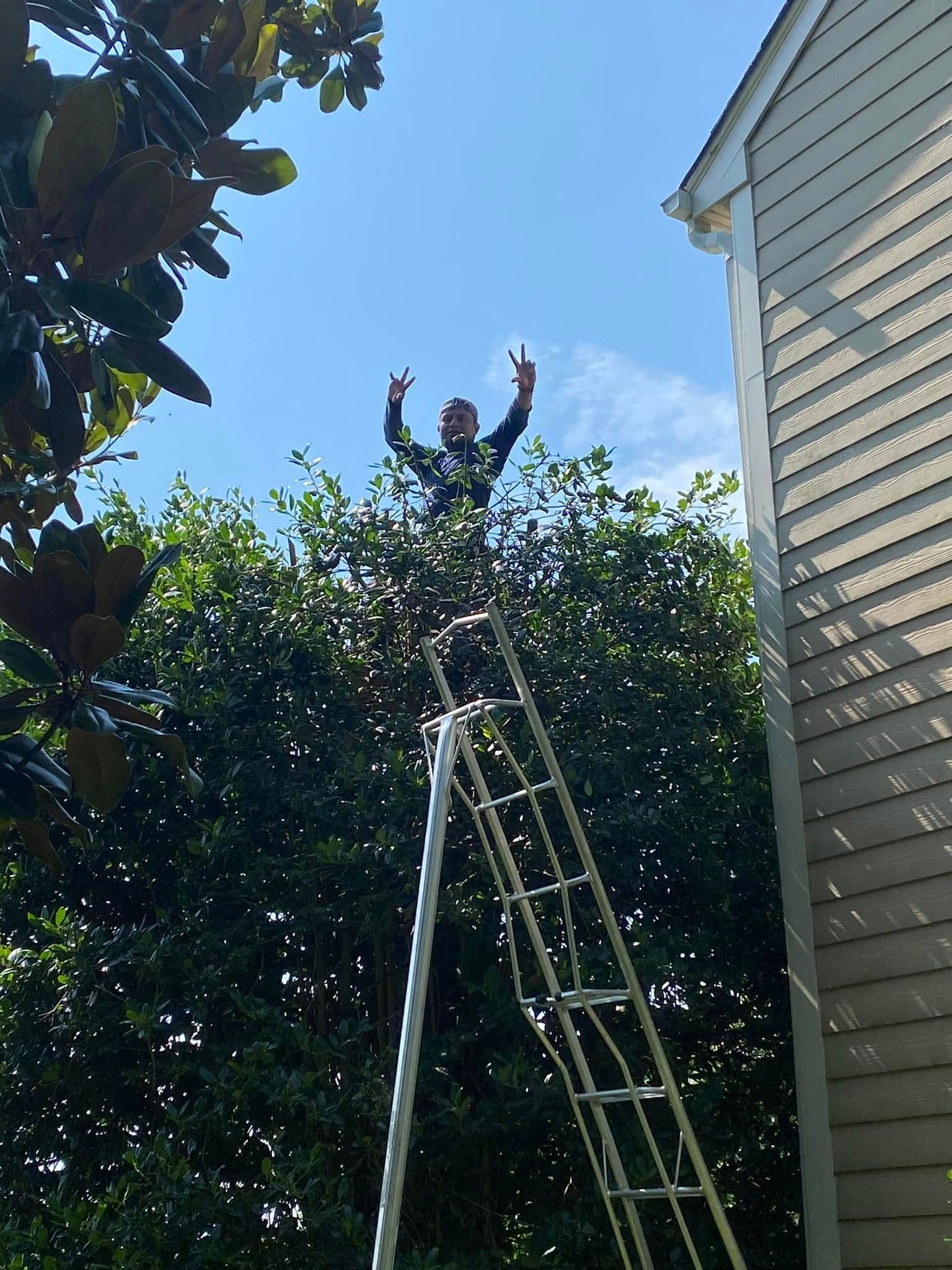 Ladder leaning against bushes beside a house under a blue sky