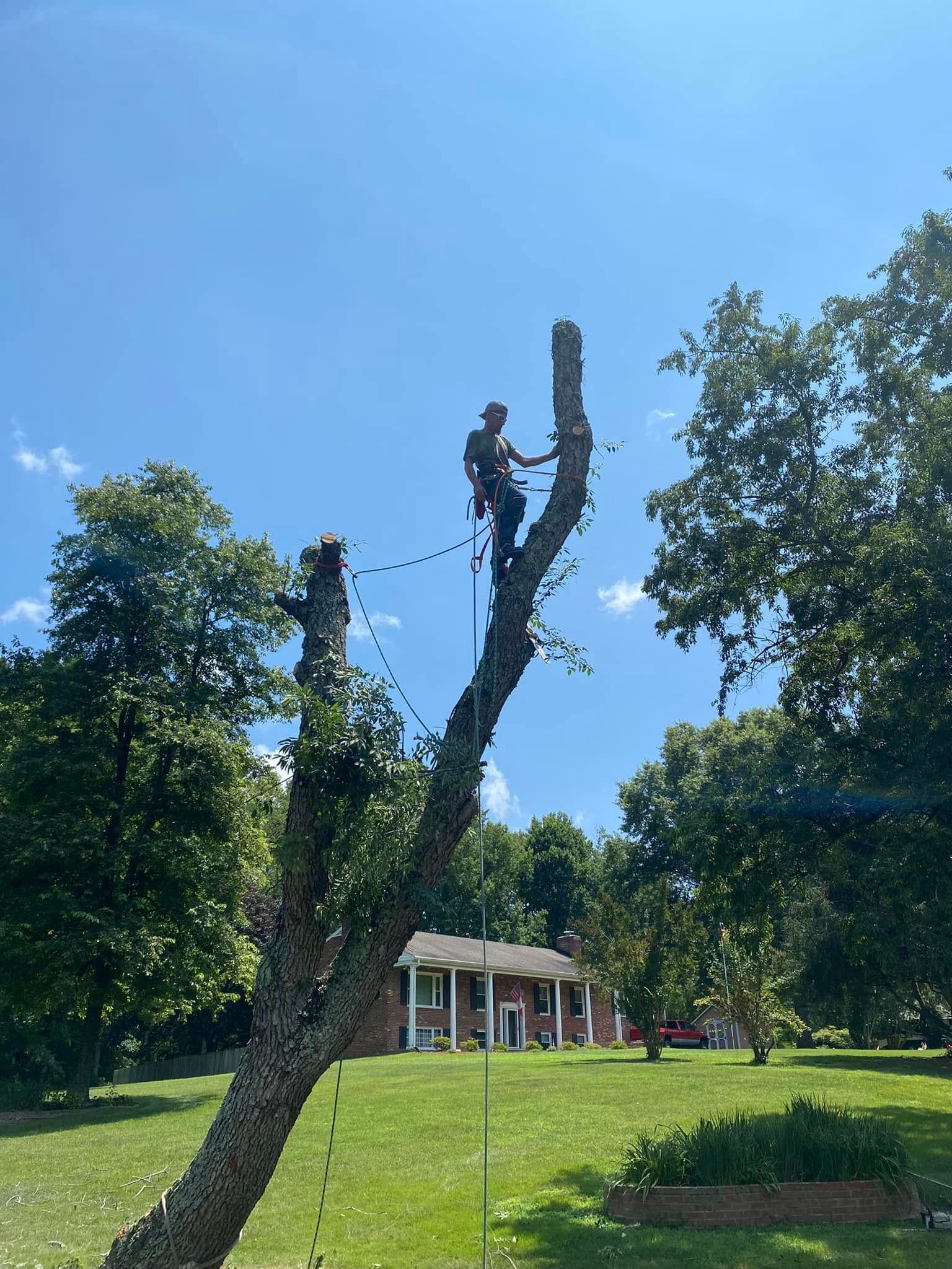 A pruned tree trunk in a sunny park with a small building and blue sky in the background