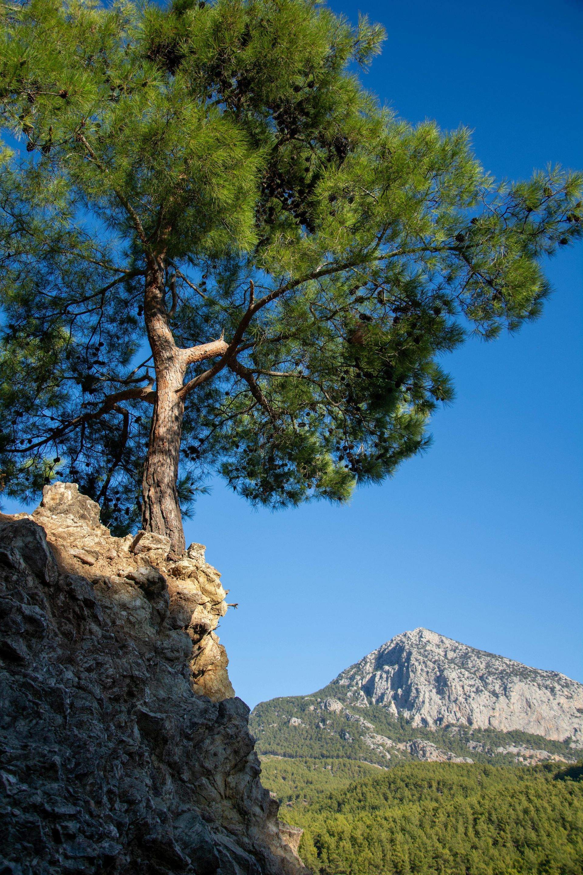 Pine tree on a rocky cliff overlooking a forested valley and mountain under a clear blue sky