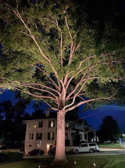 A large tree is lit up at night in front of a house.