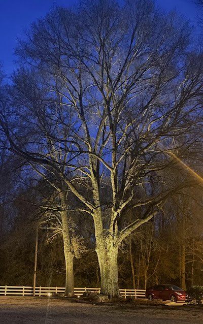 A large tree with a blue sky in the background is lit up at night.