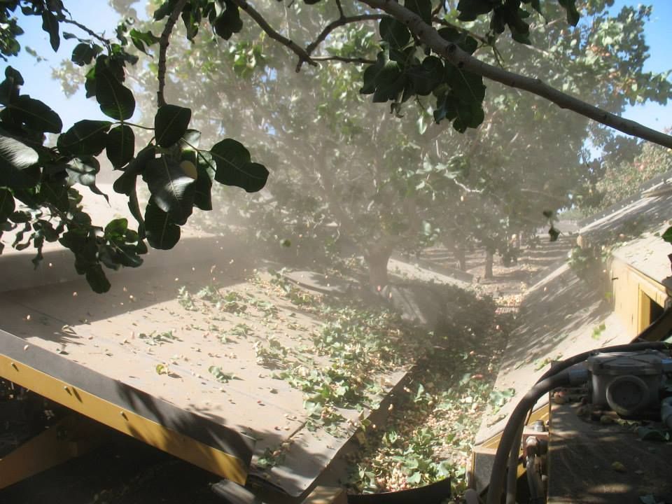 a tree with lots of leaves is being harvested