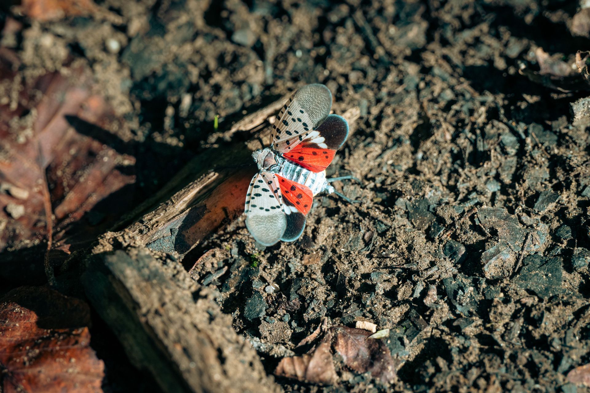 Get wildlife removal in Albany NY with 1O1 Pest Control