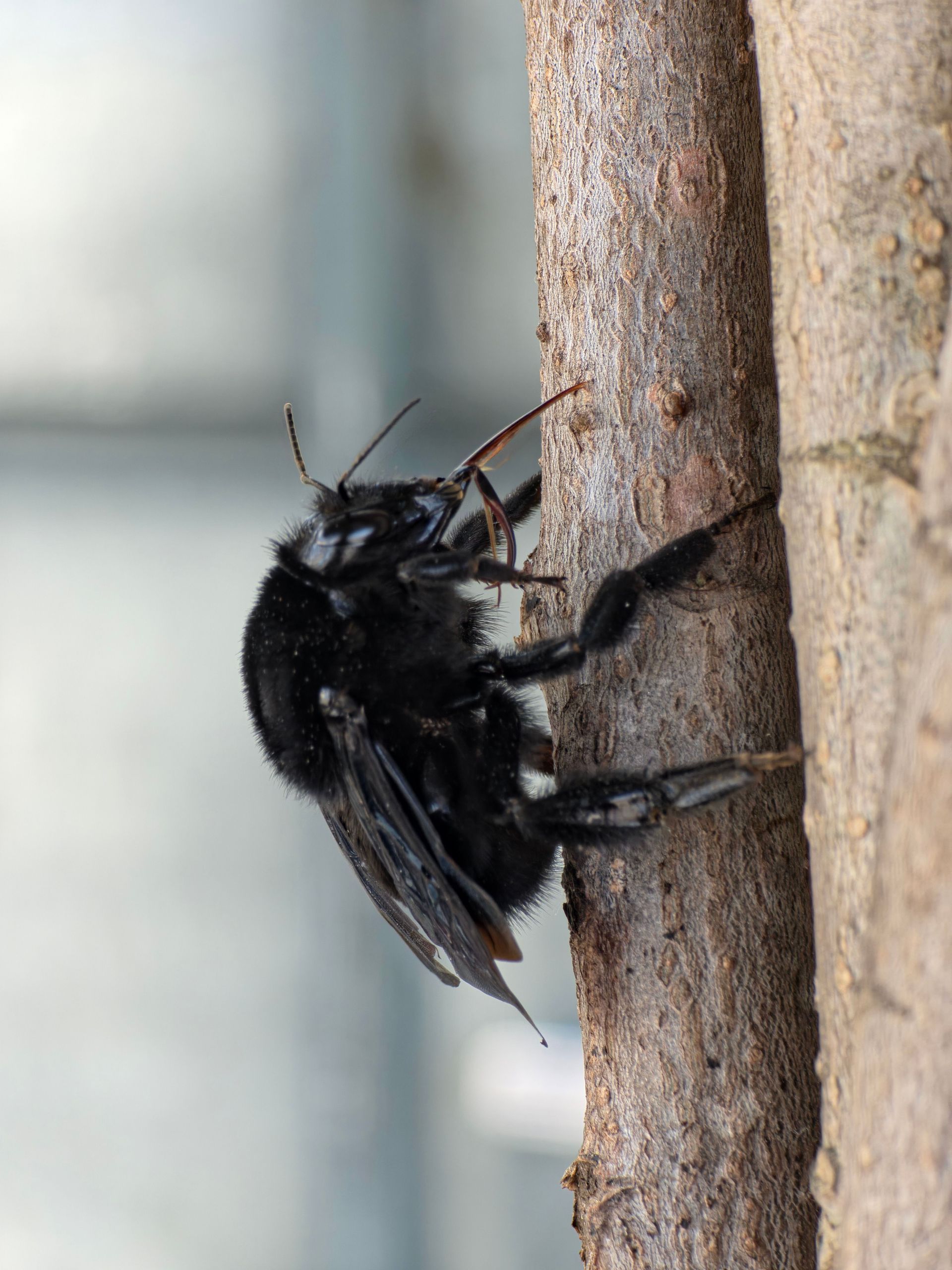 Black bee clinging to a vertical tree trunk, side view on rough bark.