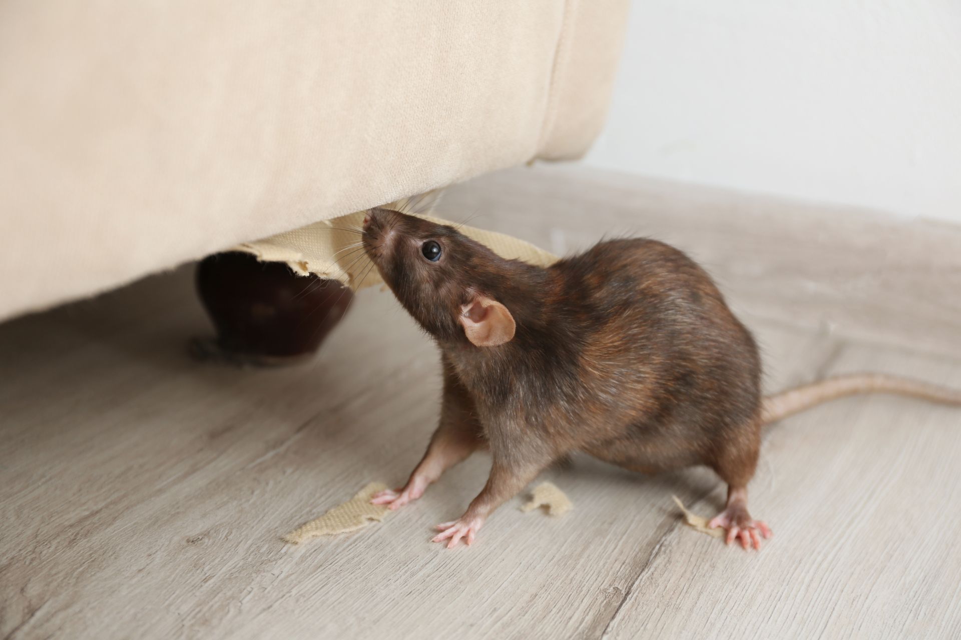 Get rodent control in Albany NY with 1O1 Pest Control