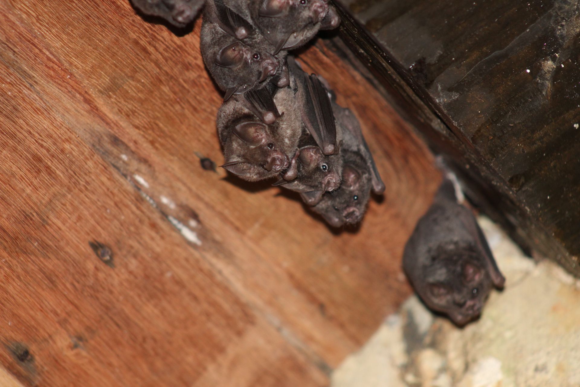 Get wildlife removal in Albany NY with 1O1 Pest Control