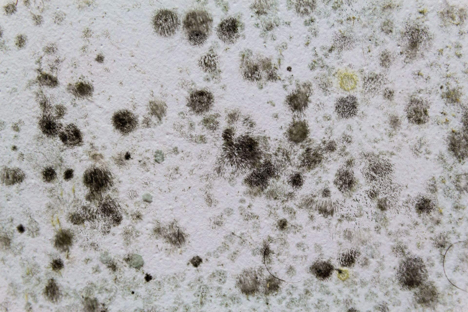 Mold Consulting in Harlingen, TX