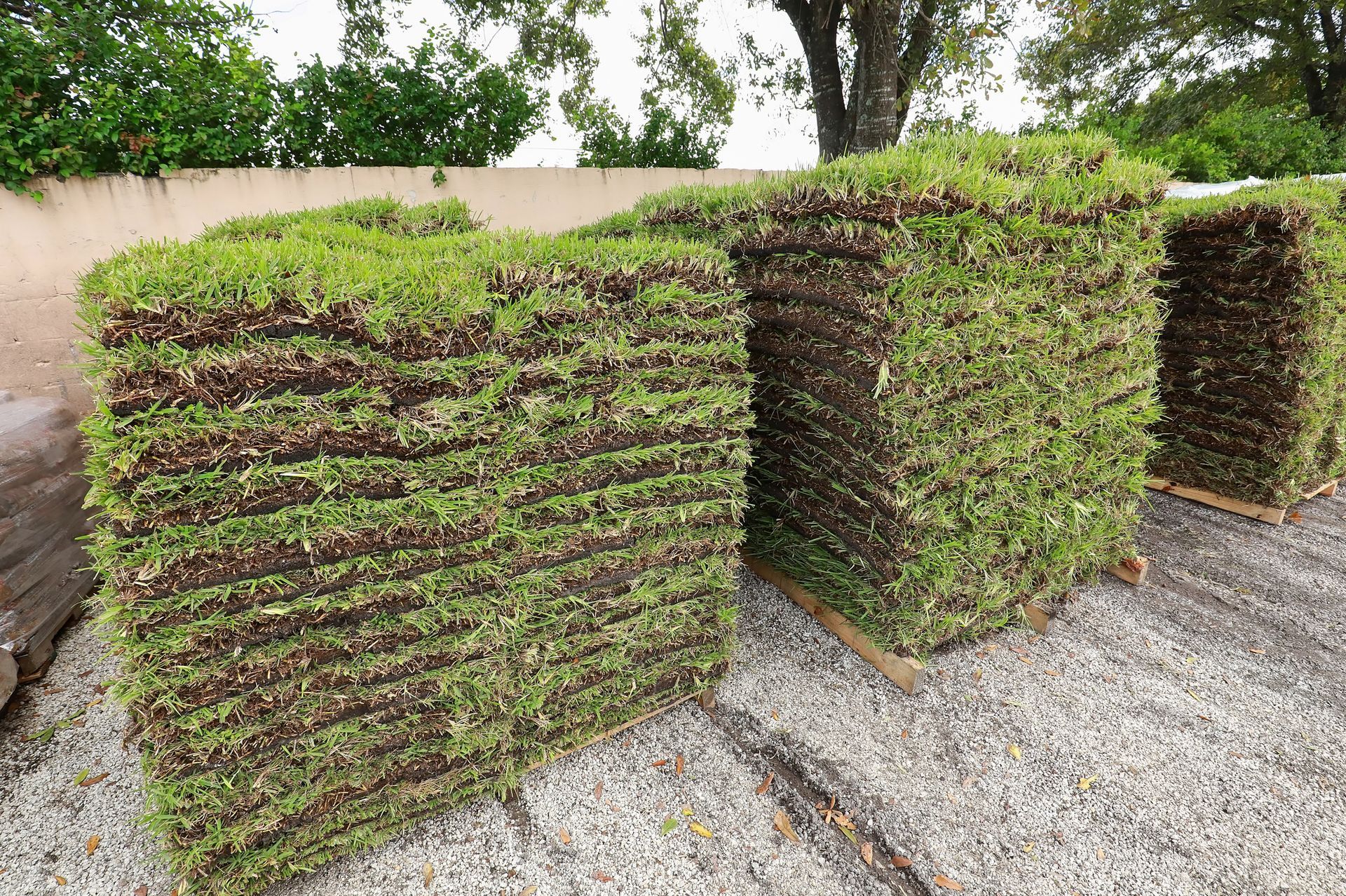 New Grass Turf - Athens, AL - T&R Sod Farms