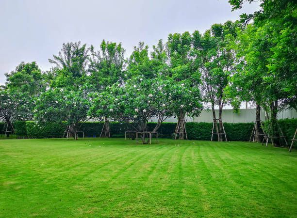 Fresh Grass - Athens, AL - T&R Sod Farms