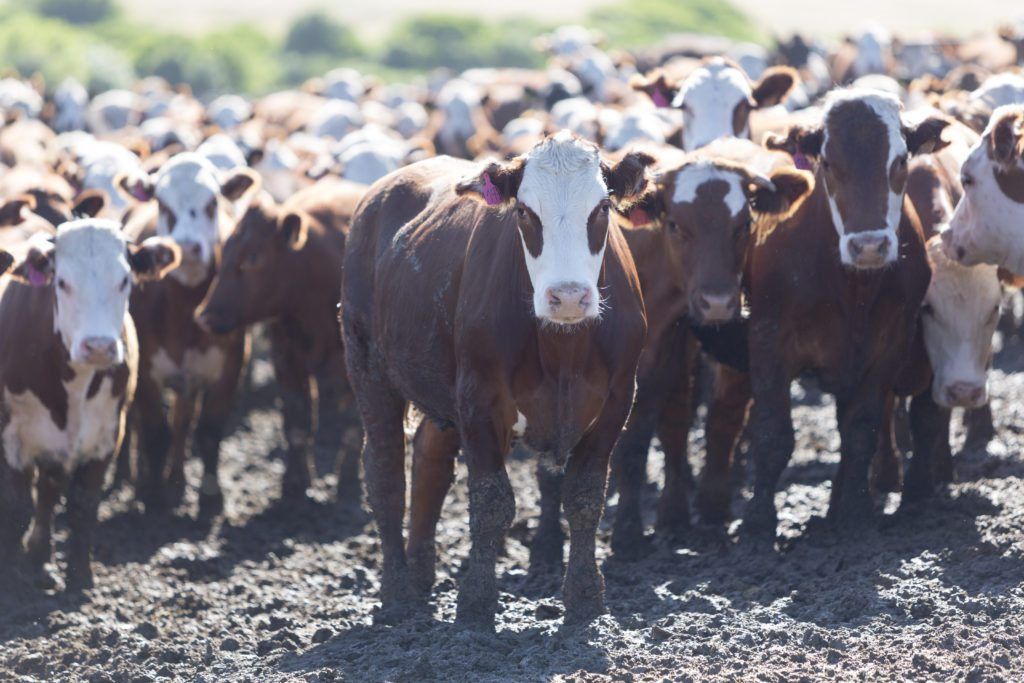 Herd of brown and white Hereford cattle standing in muddy field.