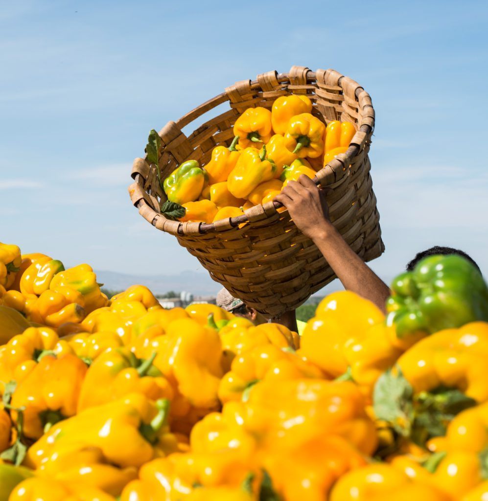A hand holding a basket overflowing with yellow bell peppers, surrounded by a field of peppers.