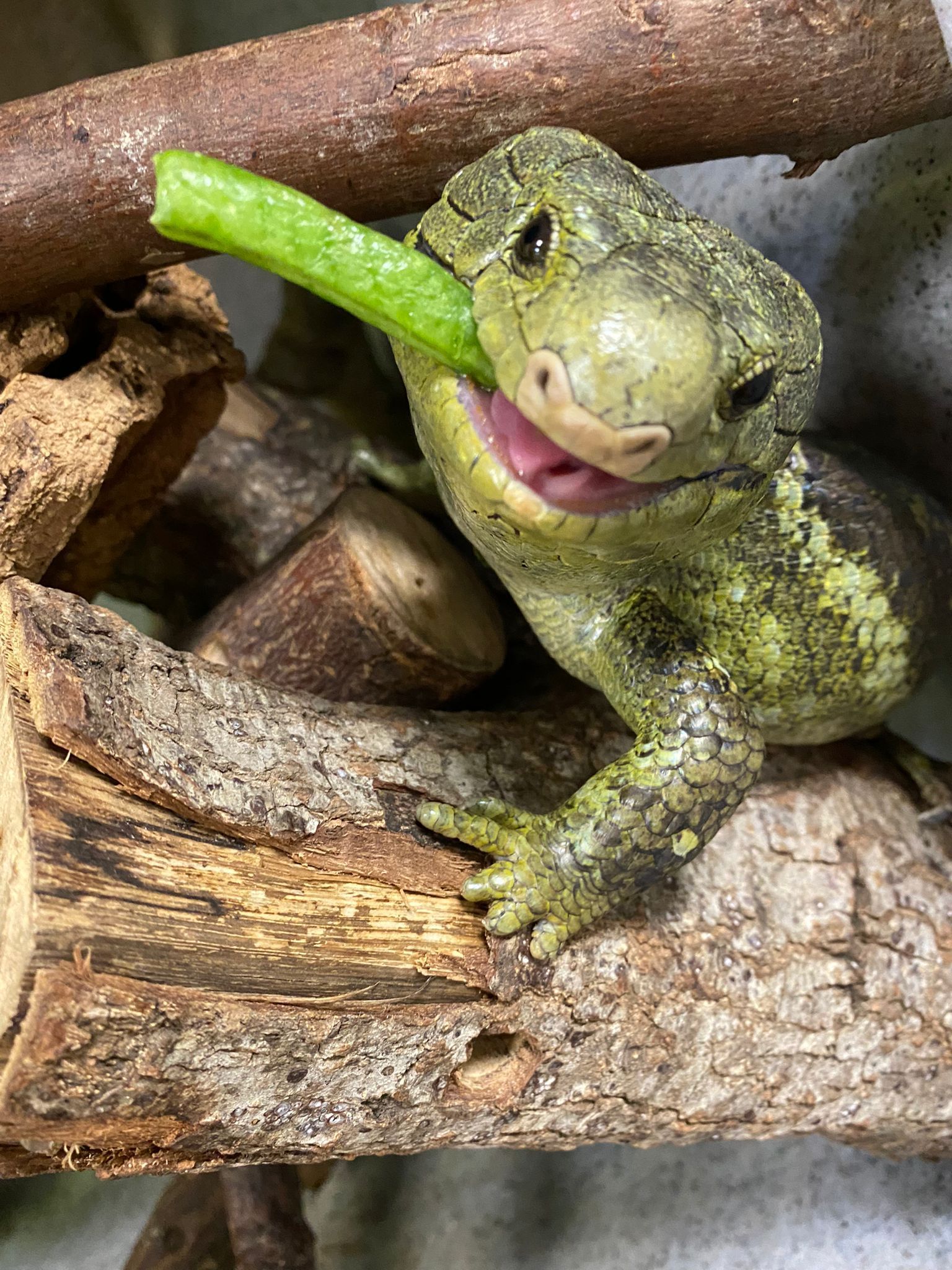 A lizard is eating a green stick with its tongue out