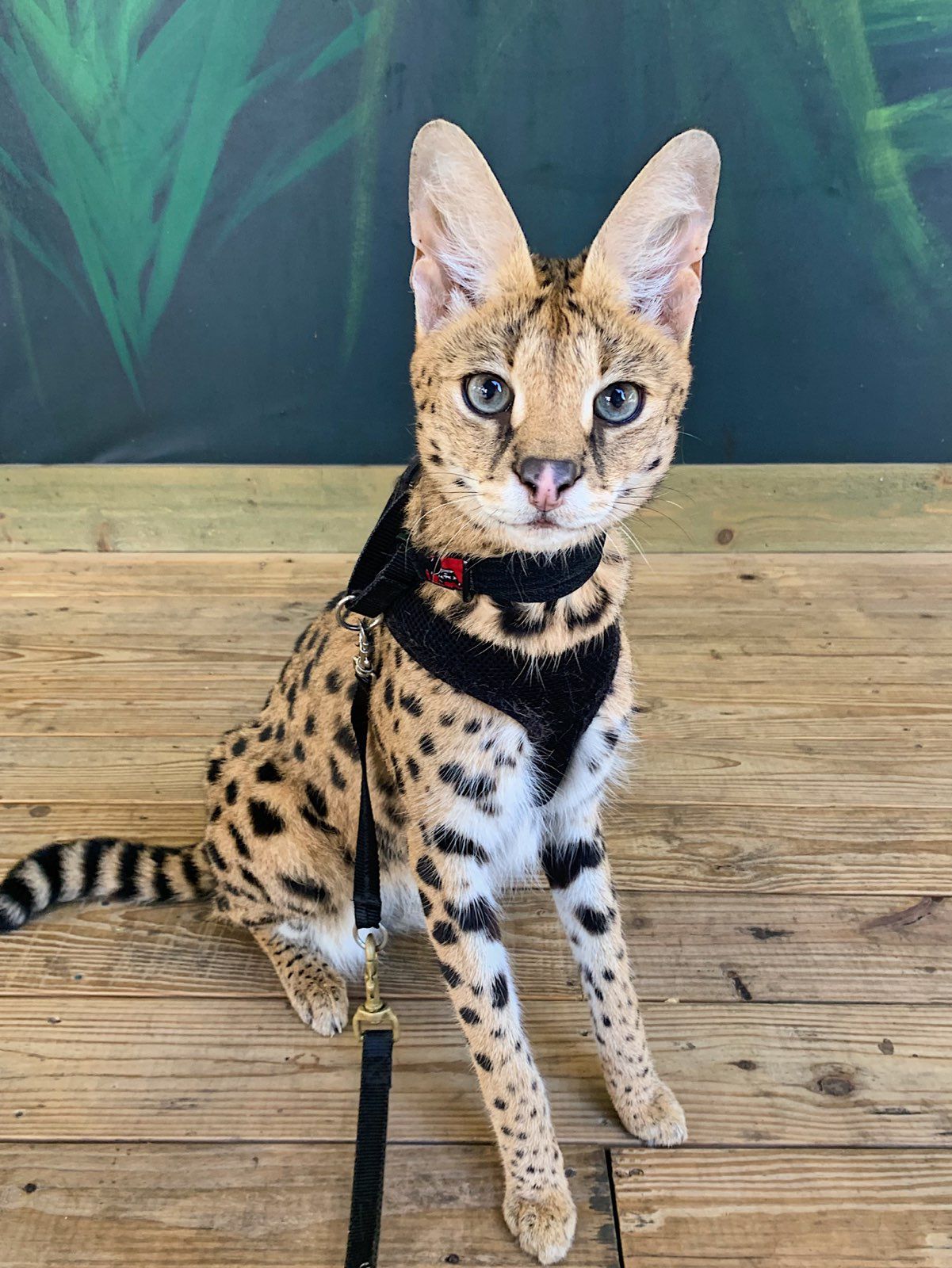 A serval cat wearing a harness and leash is sitting on a wooden floor.