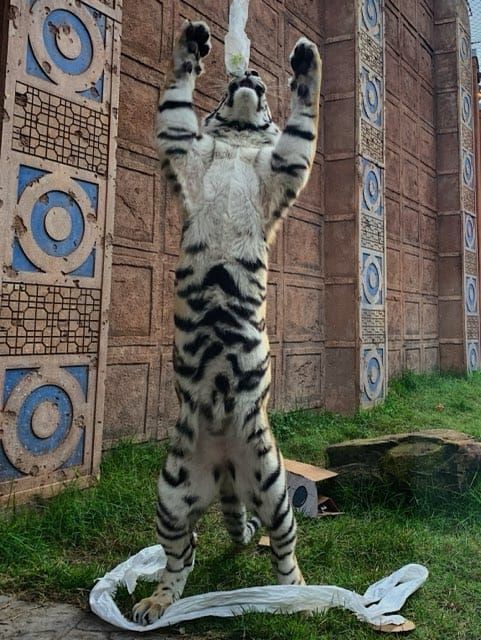 A tiger is standing on its hind legs in front of a building.