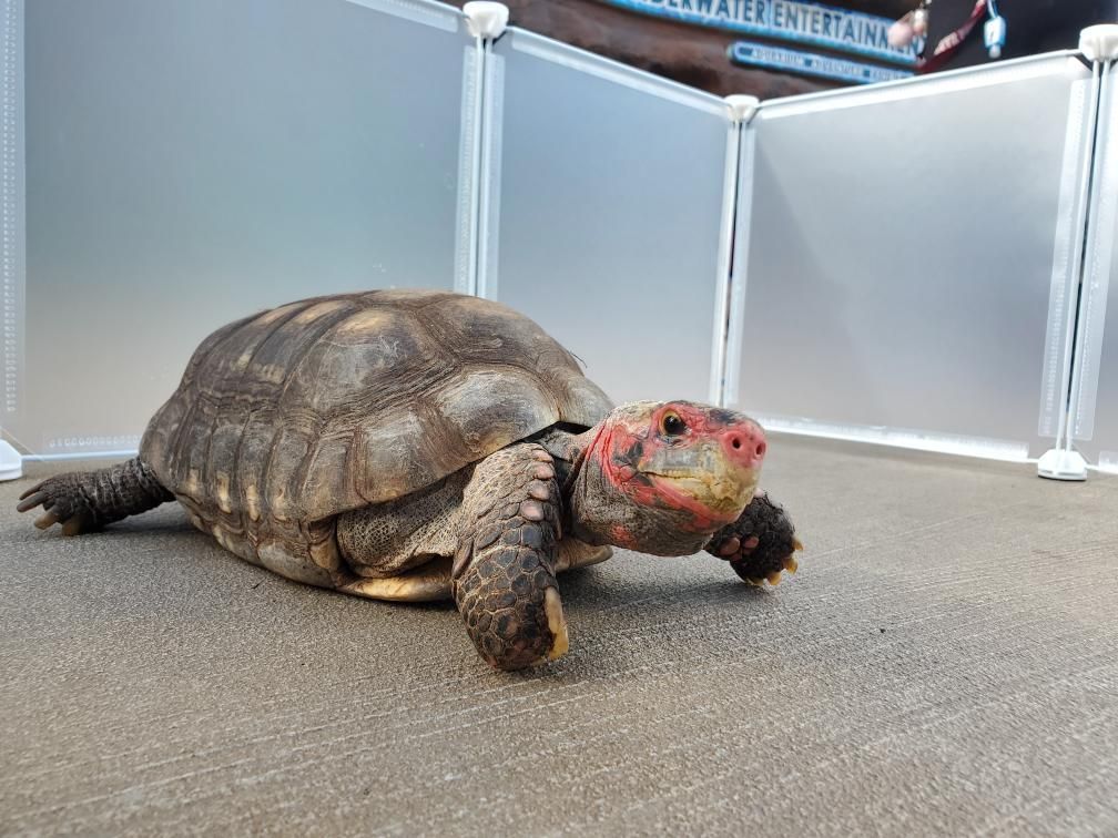 A turtle with red paint on its face is crawling on the ground