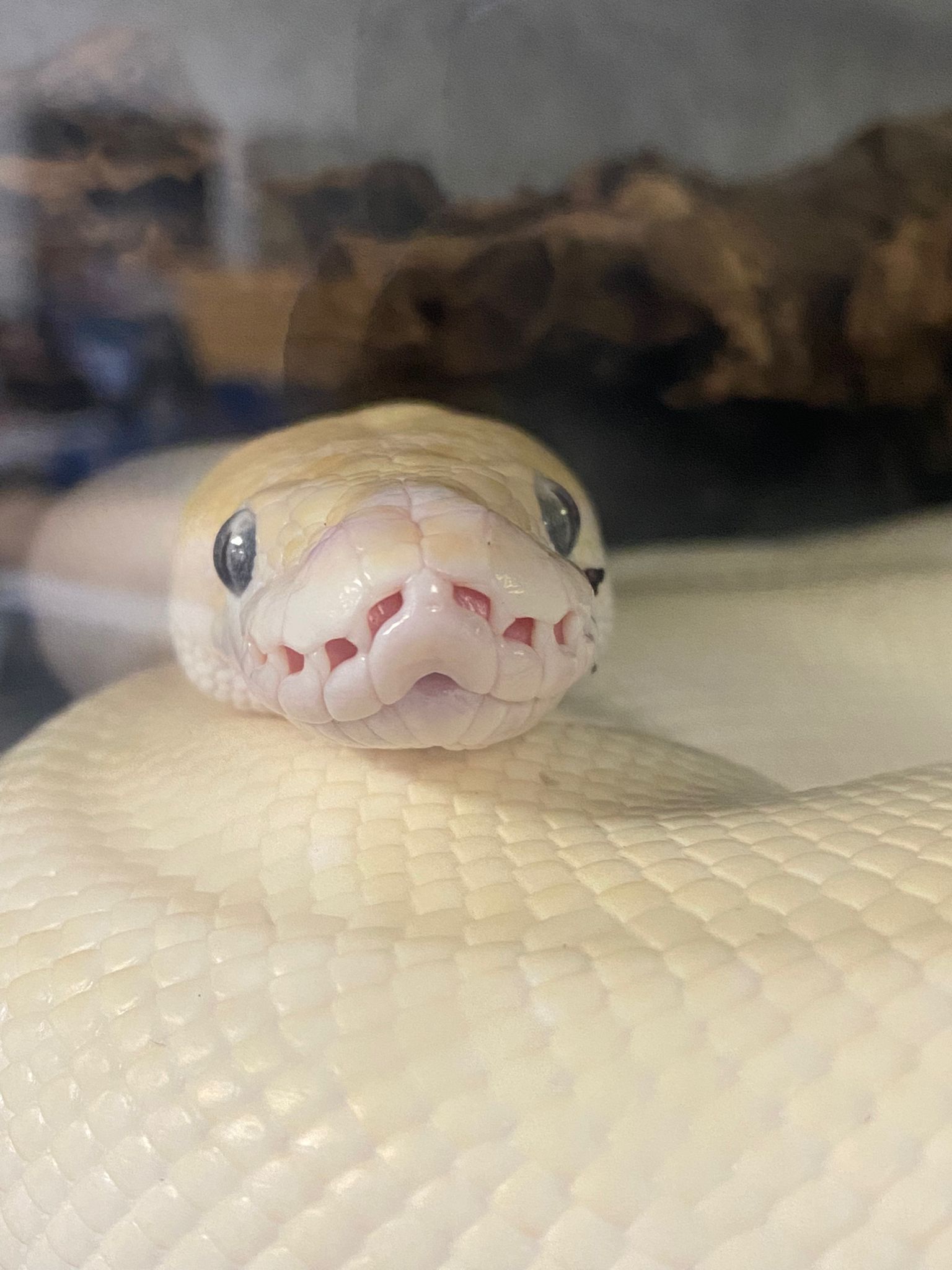 A close up of a snake 's face with its mouth open.